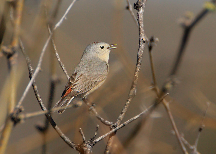 Lucy's Warbler