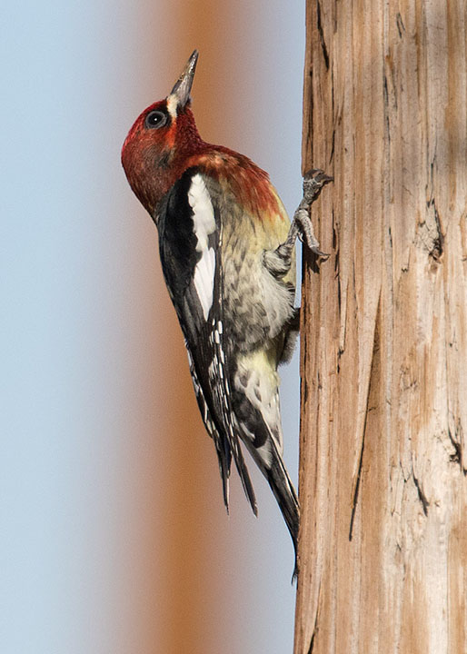 Red-breasted Sapsucker