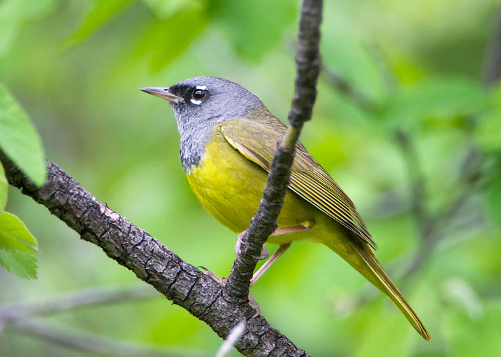 MacGillivray's Warbler