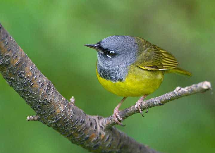 MacGillivray's Warbler