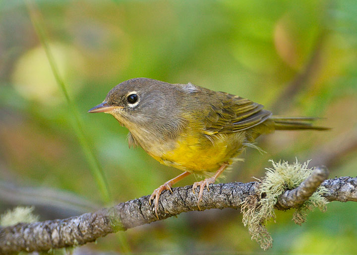 MacGillivray's Warbler