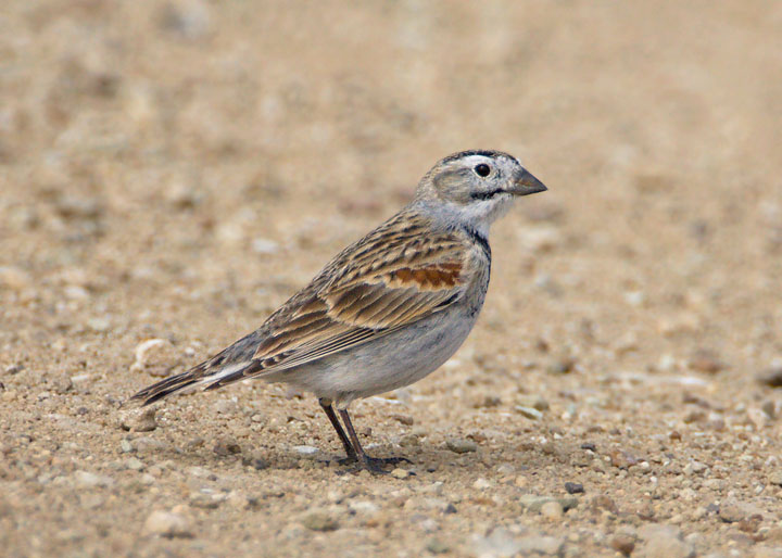 McCown's Longspur