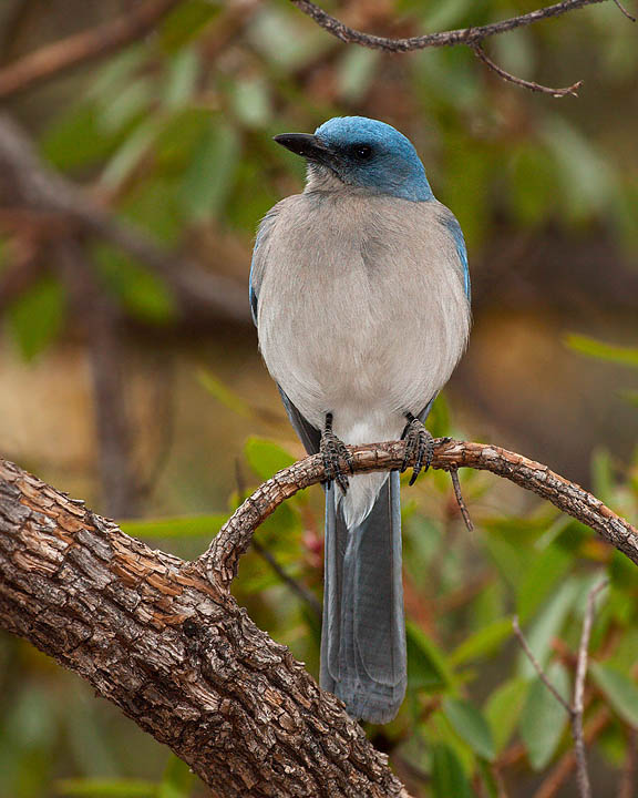 Mexican Jay