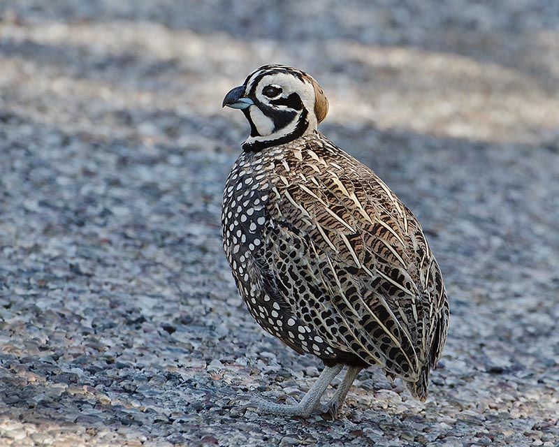 Montezuma Quail