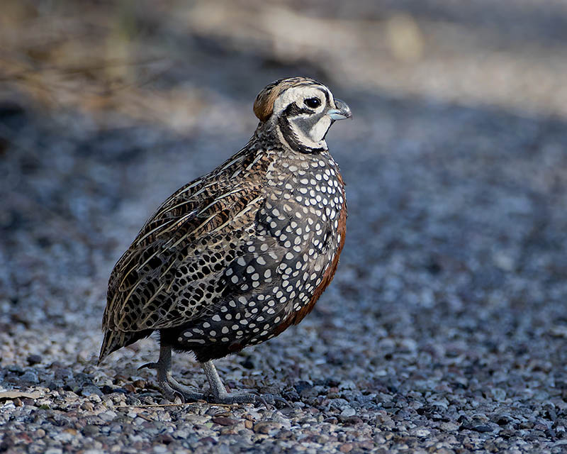 Montezuma Quail