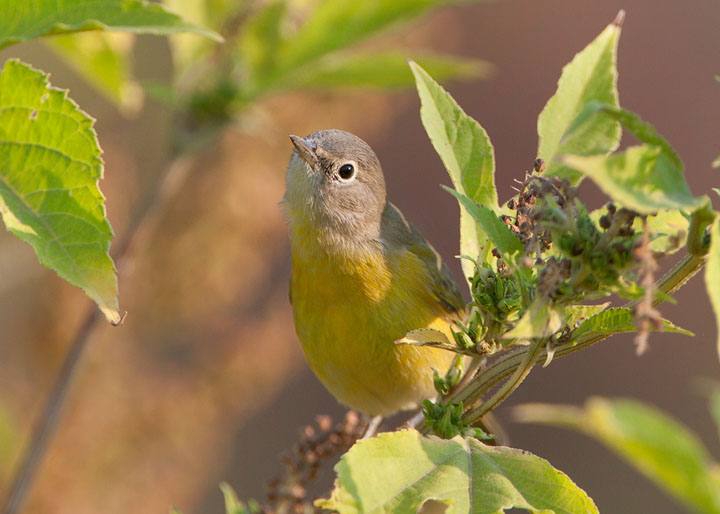 Nashville Warbler