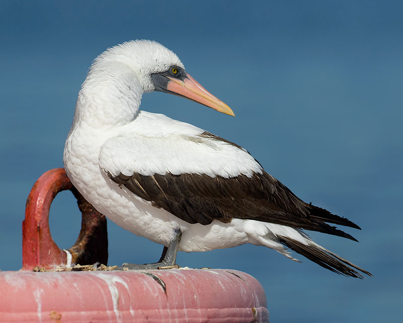 Nazca Booby