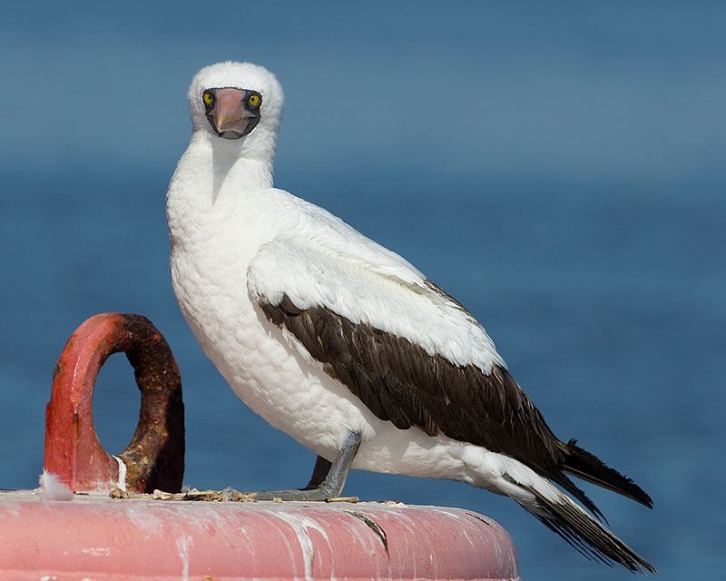 Nazca Booby