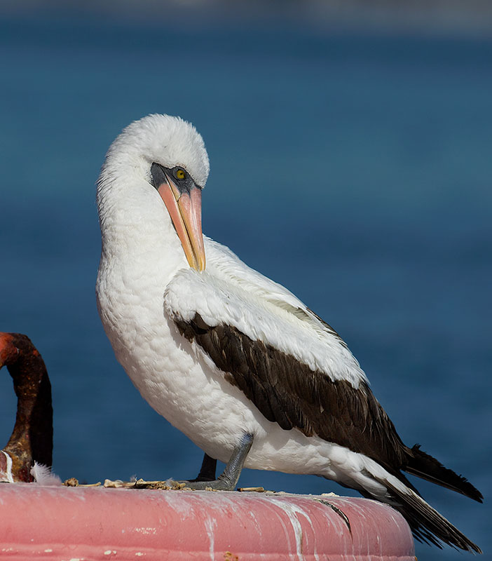 Nazca Booby