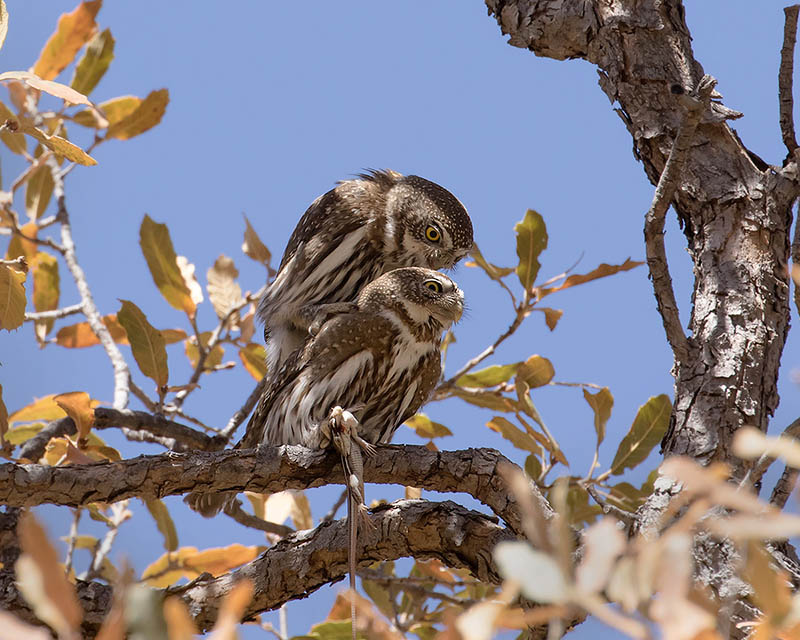 Northern Pygmy-Owl