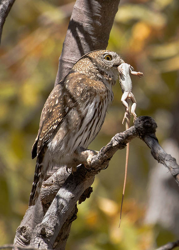 Northern Pygmy-Owl