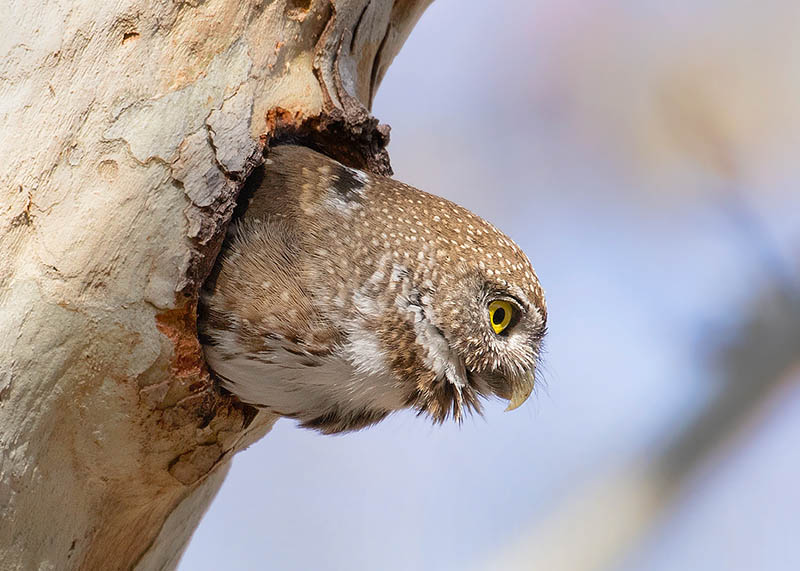 Northern Pygmy-Owl