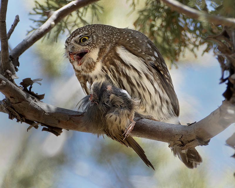 Northern Pygmy-Owl