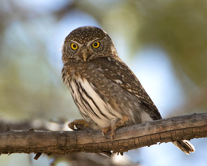 Northern Pygmy-Owl