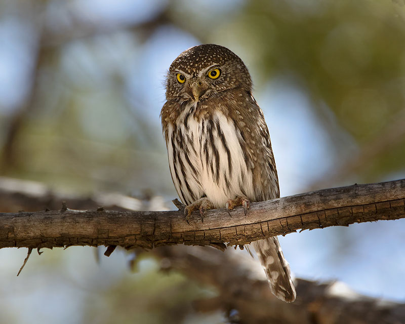 Northern Pygmy-Owl