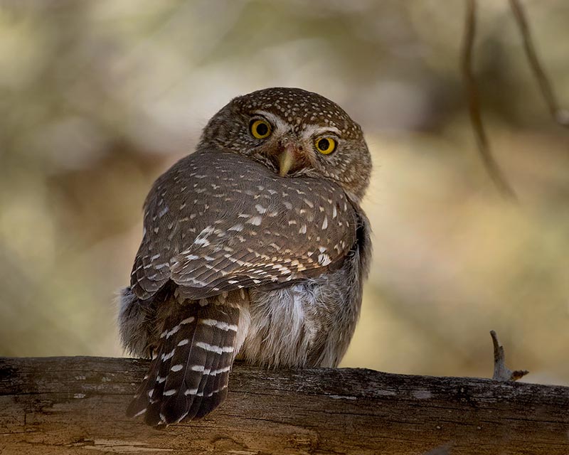 Northern Pygmy-Owl