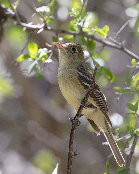 Pacific-slope Flycatcher