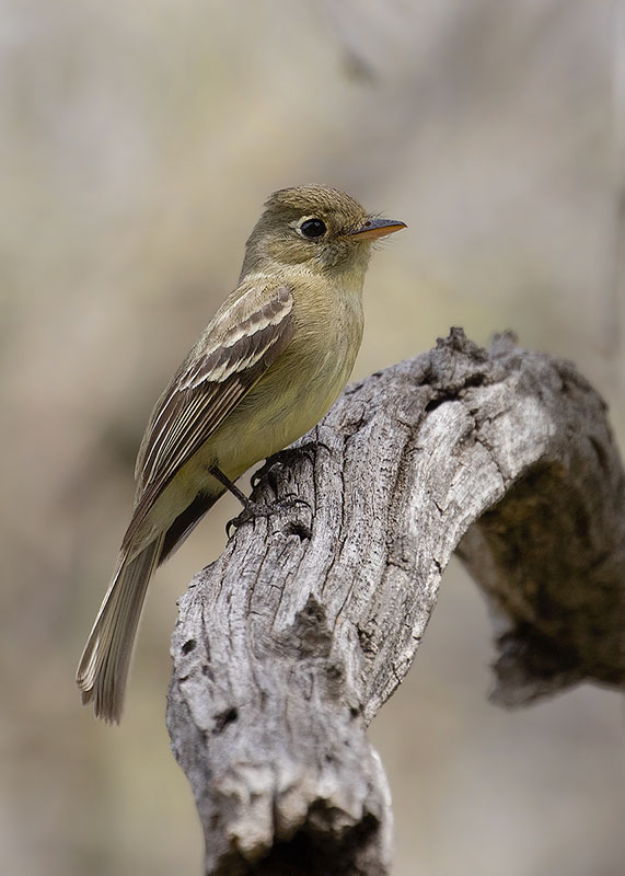 Pacific-slope Flycatcher