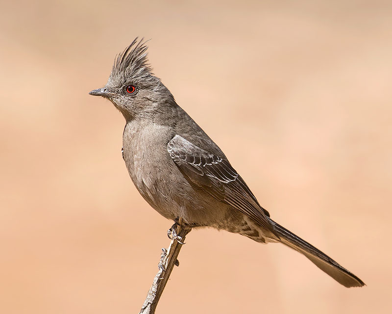 Phainopepla