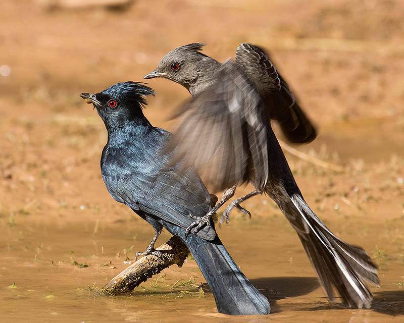 Phainopepla