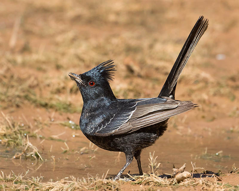 Phainopepla