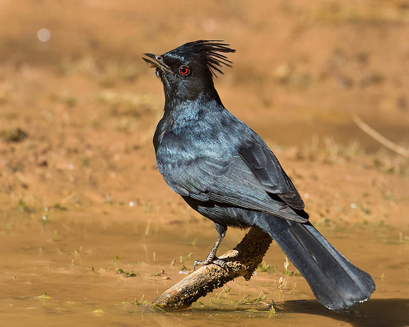 Phainopepla