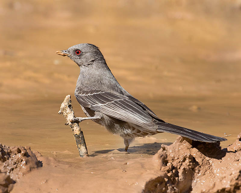 Phainopepla