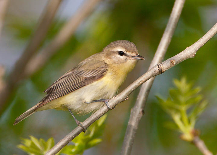 philadelphia vireo