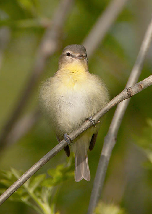 philadelphia vireo