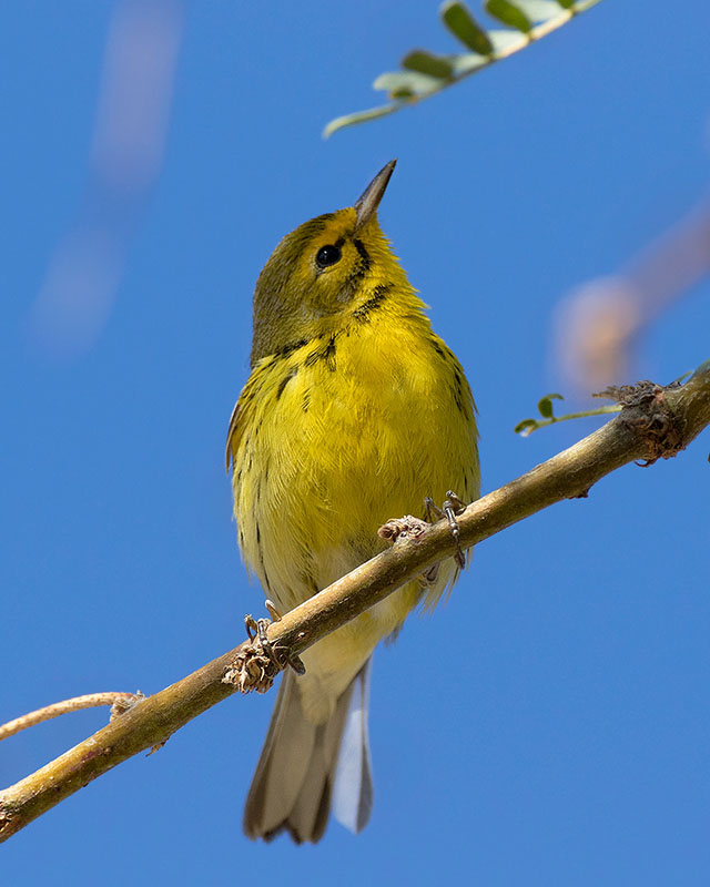 Prairie Warbler