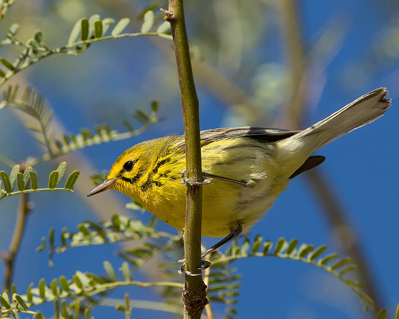 Prairie Warbler