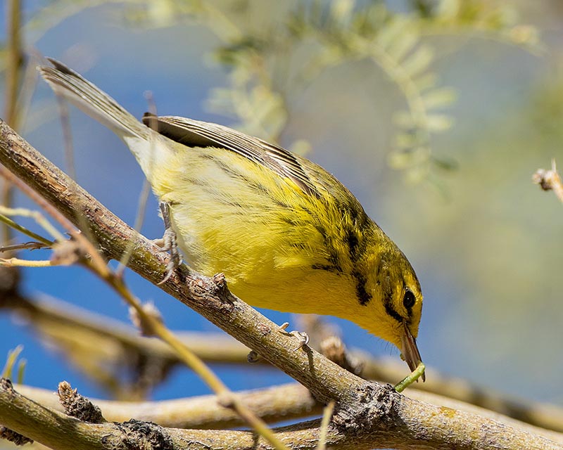 Prairie Warbler