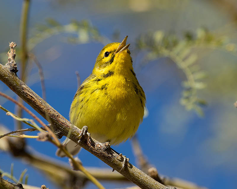 Prairie Warbler