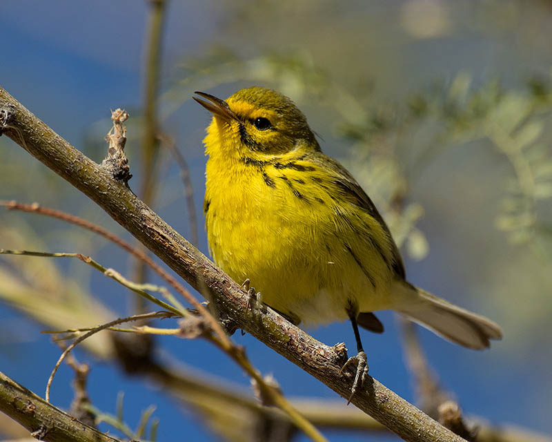 Prairie Warbler