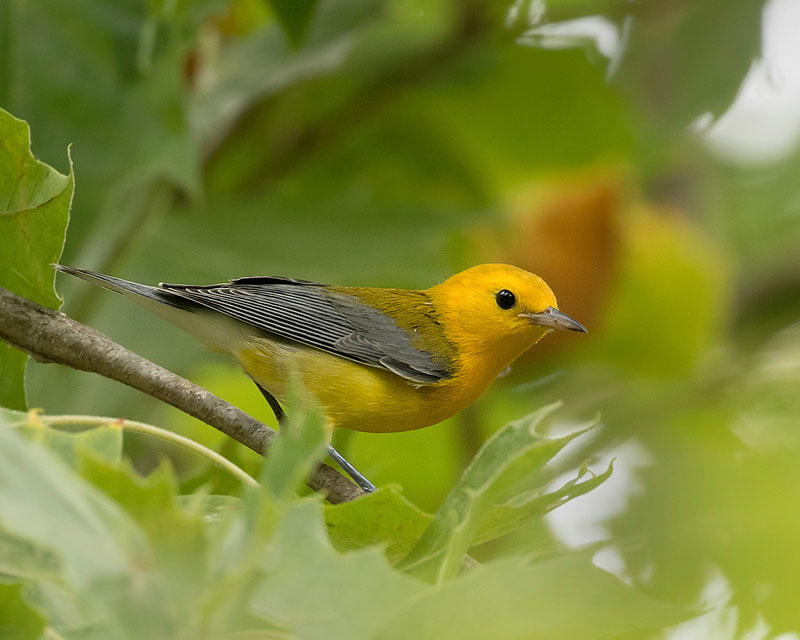 Prothonotary Warbler