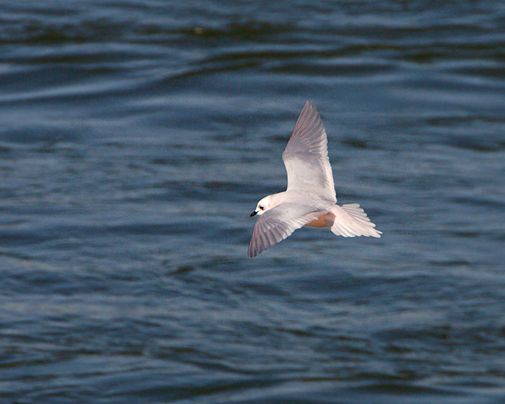 Ross's Gull