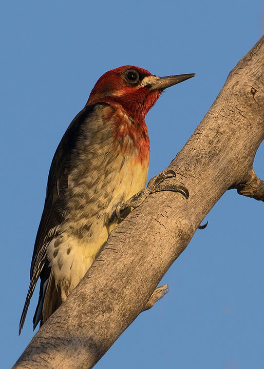 Red-breasted Sapsucker