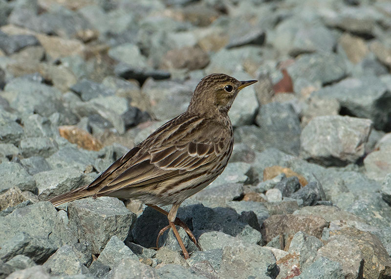 Red-throated Pipit