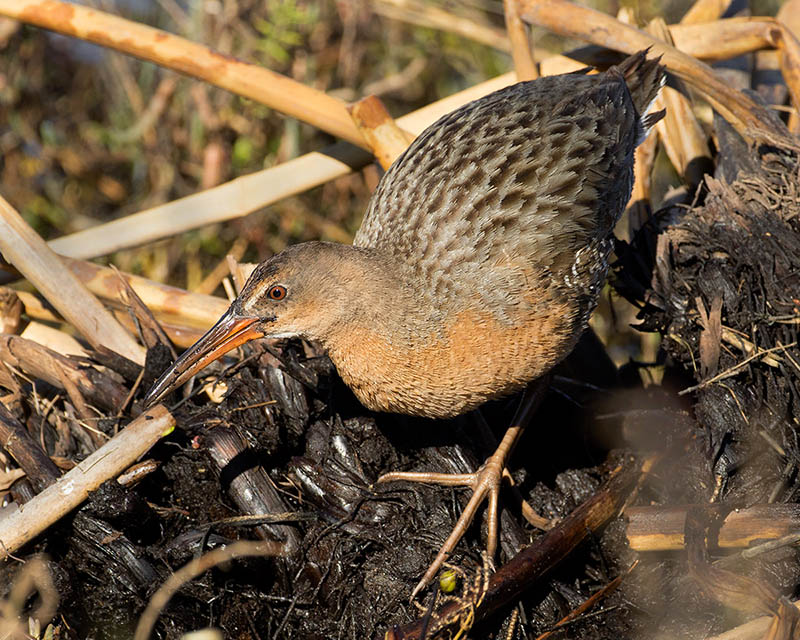 Ridgway's Rail