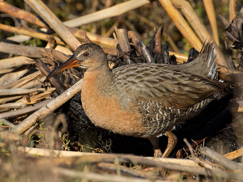 Ridgway's Rail