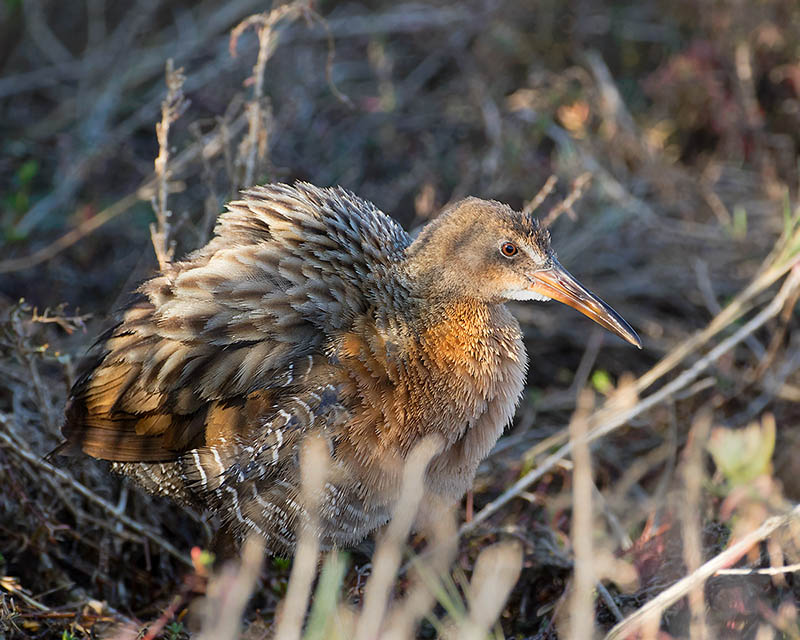 Ridgway's Rail