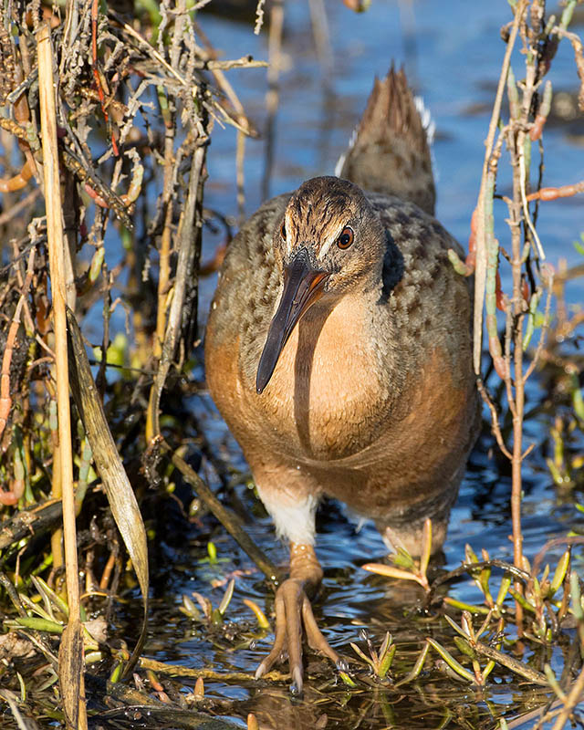 Ridgway's Rail