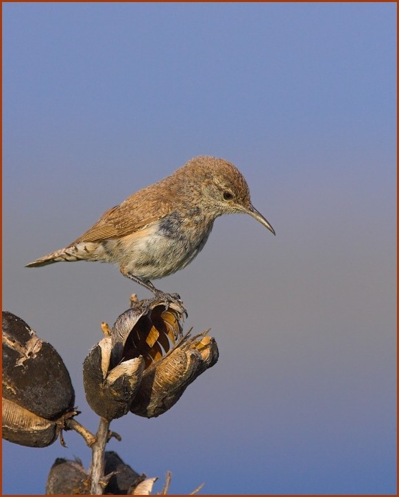 rock wren