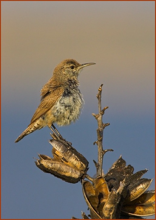 rock wren