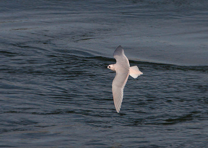 Ross's Gull