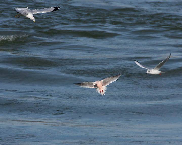 Ross's Gull