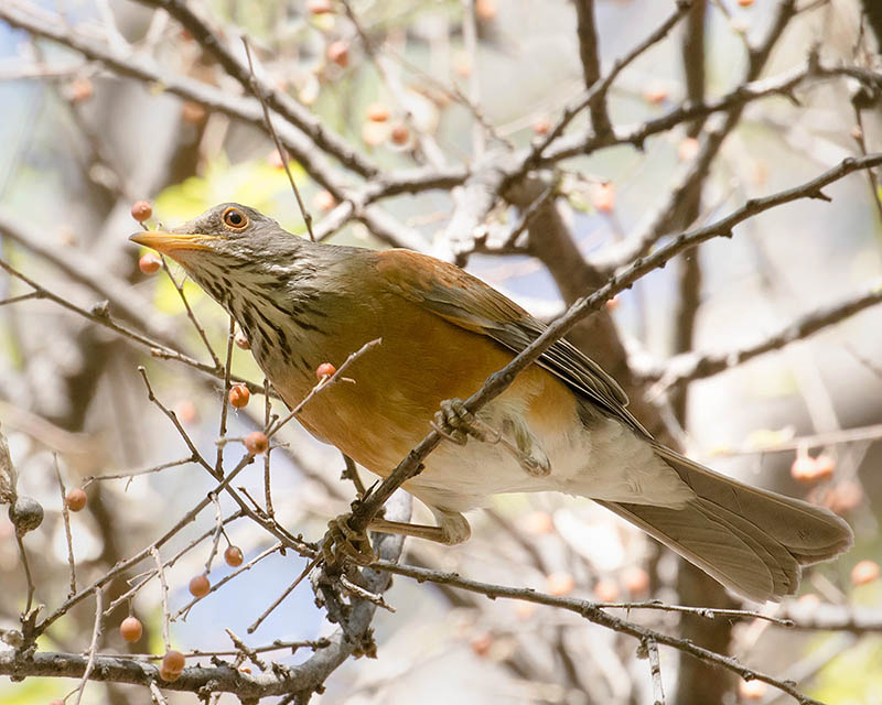 Rufous-backed Robin