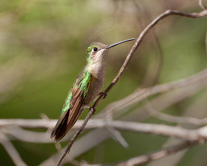 magnificent hummingbird