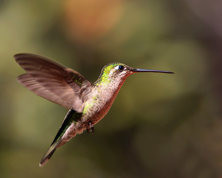 magnificent hummingbird