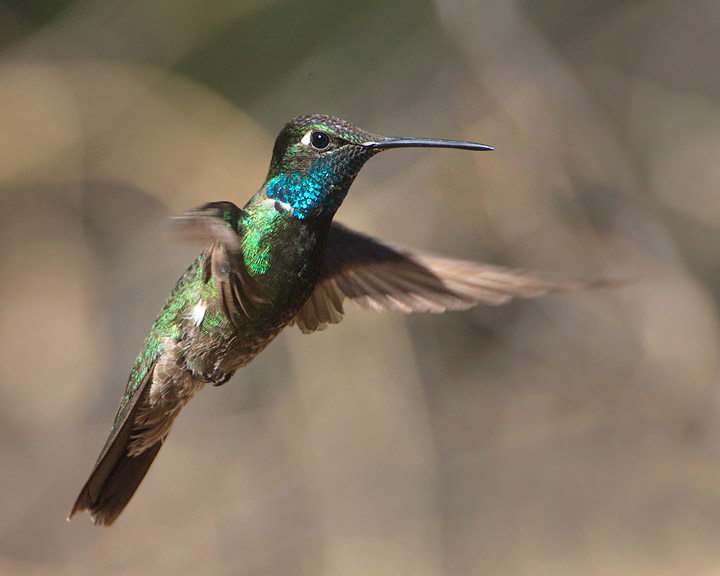 magnificent hummingbird